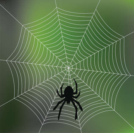 vector spider and webのイラスト素材
