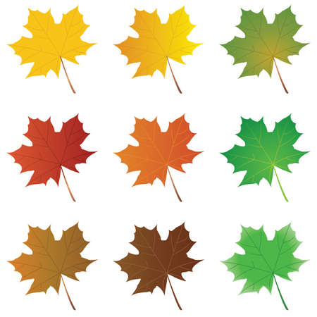 set of summer and autumn maple leavesのイラスト素材