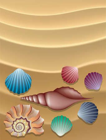 Collection of shells on the sandのイラスト素材