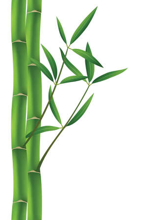 vector illustration of bamboo brunchesのイラスト素材