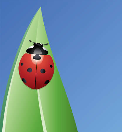 vector ladybird on a leaf のイラスト素材