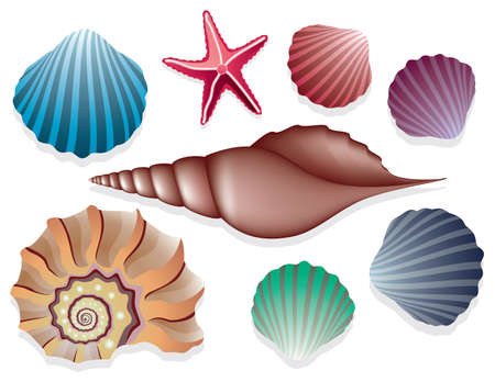 vector collection of sea shellsのイラスト素材