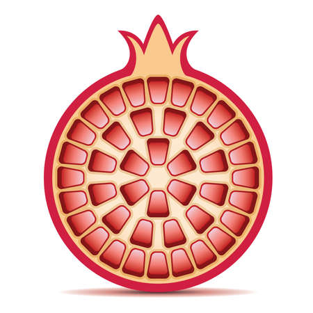 vector illustration of pomegranate のイラスト素材