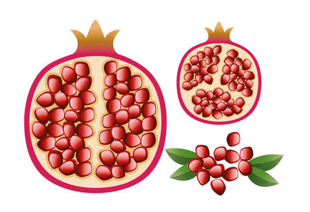 vector vegetarian illustration of pomegranate with grains and leavesのイラスト素材