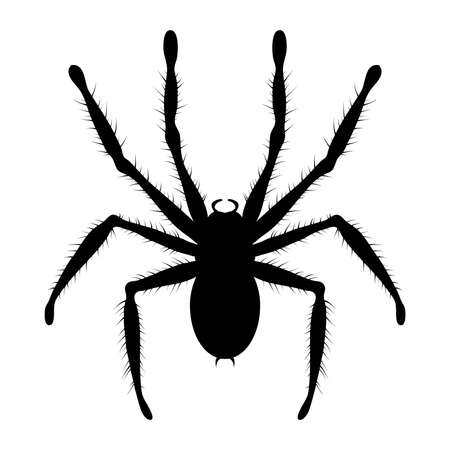 vector black and white drawing of poisonous tarantula spiderのイラスト素材