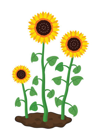 vector cartoon of garden sunflowers grow in soil. summer agriculture illustration. three sunflowers isolated on white backgroundのイラスト素材