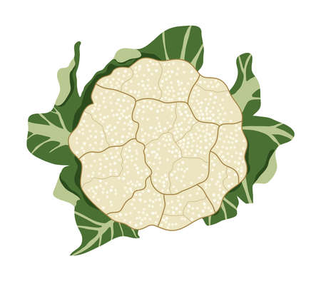 vector vegetable cauliflower cabbage isolated on white background. healthy vegetarian food icon. raw cauliflower single whole head with leaves for harvest illustrationsのイラスト素材
