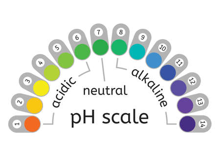 vector ph scale of acidic,neutral and alkaline value chart for acid and alkaline solutions. ph scale measurement illustrationのイラスト素材
