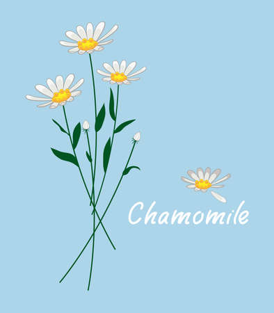 vector camomile flowers isolated on blue background. white daisy chamomile flower and chamomile textのイラスト素材