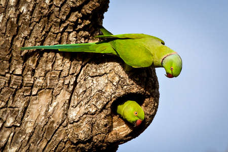 Two rose ringed parakeets examining nest cavityの写真素材