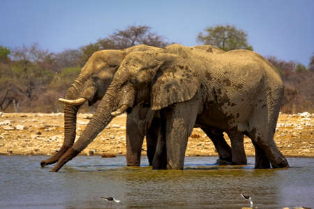 Two African elephants drinkingの写真素材