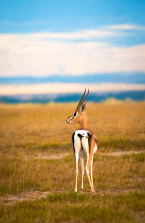 Male Grant s gazelle の写真素材