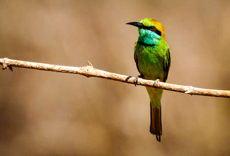 Common bee-eater perchedの写真素材