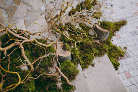 Original wedding floral decoration in the form of mini-vases and bouquets of flowers hanging from the ceilingの写真素材