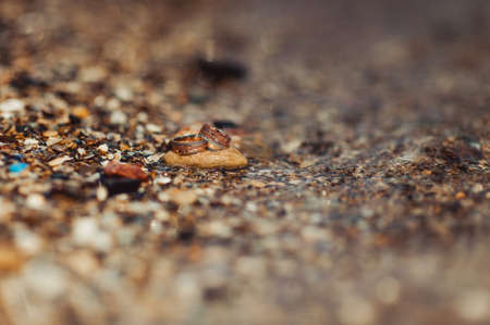 Two wedding rings of the bride and groom close-upの写真素材