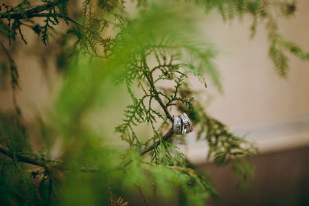 Two wedding rings of the bride and groom close-upの写真素材