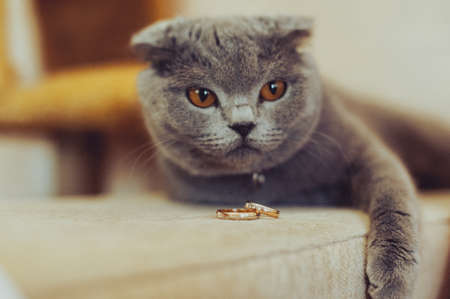 Two wedding rings of the bride and groom close-upの写真素材