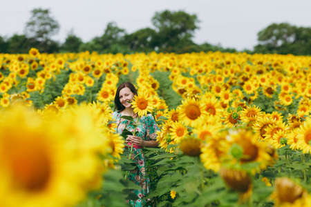 The brunette girl in a field of sunflowersの写真素材