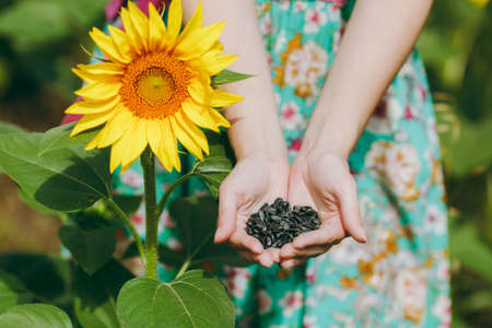 The girl in green dress holds sunflower seeds in handsの写真素材