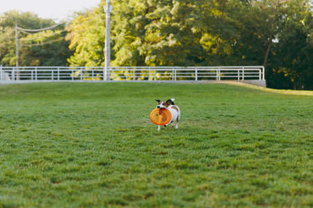 Small funny dog catching orange flying disk on the green grass. Little Jack Russel Terrier pet playing outdoors in park. Dog and toy on open air. Animal in motion background