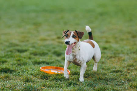 Small funny dog catching orange flying disk on the green grass. Little Jack Russel Terrier pet playing outdoors in park. Dog and toy on open air. Animal in motion backgroundの写真素材