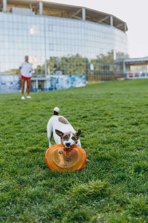Woman throwing orange flying disk to small funny dog, which catching it on the grass. Little Jack Russel Terrier pet playing outdoors in park. Dog and owner on open air. Animal in motion backgroundの写真素材