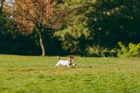 Small funny dog on the green grass against trees. Little Jack Russel Terrier pet playing outdoors in park. Dog and toy on open air. Animal in motion backgroundの写真素材
