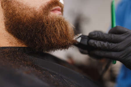 Close up of male professional hairdresser serving client with thick big beard by clipper. Ginger handsome brutal stylish young man getting trendy haircut in black cape. Light white barber shop roomの写真素材