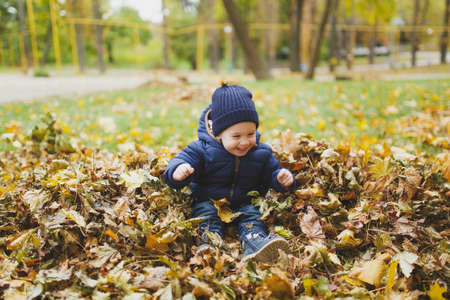 Little cute child baby boy walk in fall park, sitting in pile of leaves, toss throw up dry yellow autumn leaves. Small kid son rest. Parenthood, family day 15 of may, love, parents, children conceptの写真素材
