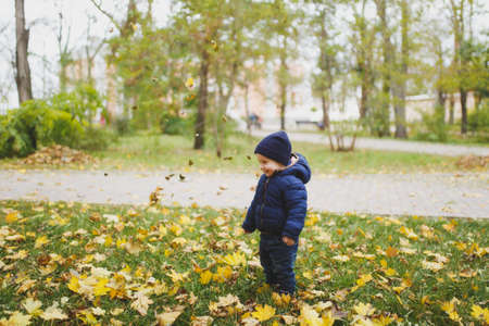 Little cute child baby boy walk in fall park, have fun, toss throw up dry yellow autumn leaves.の写真素材