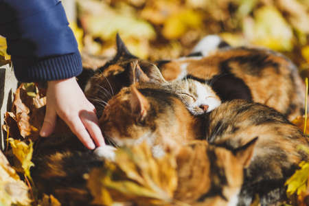 Close up hand of little child baby boy touch stroke caress tricolor homeless street cats in fall park in dry autumn yellow leaves. Small kid son arm. Family day, love, children, tender, care conceptの写真素材
