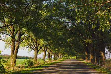 An asphalted road, surrounded on both sides by rows of green trees on a sunny summer day. A tunnel of trees.の写真素材