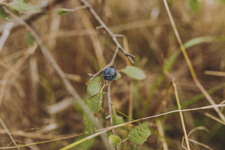 Close up Lonely bilberry berry grows on a dry bush with green leaves on a blurry brown background. World of nature, environmental, flora.の写真素材