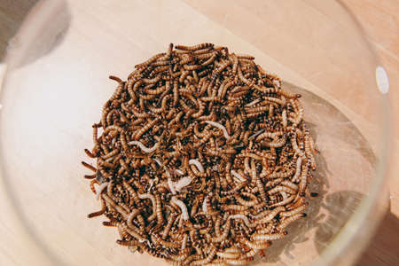 A bunch of fresh brown striped insects long worms ready to cook delicacies of these ingredients in a glass bowl on a light wooden table. The concept of lifestyle, cookery, taste preferences.の写真素材