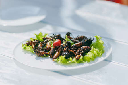 A delicious dish prepared from the ingredients of insects fried cockroaches, lettuce leaves, cherry tomatoes, ready for use on a round white glass plate on wooden table. Cookery, taste preferences.の写真素材