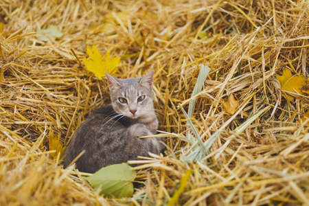 A beautiful cat with a smooth gray fur with white specks, long mustaches, green eyes and sharp ears sits coagulated and looks straight in dry yellow grass and fallen autumn leaves. World of nature.の写真素材