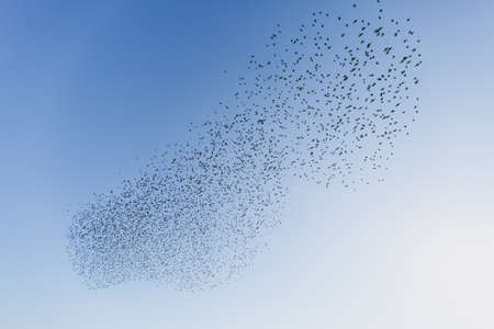 A large flock of hundreds of black birds flying south in the middle of a clear blue sky on a sunny weathery day. World of nature, environmental, fauna.の写真素材