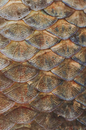 Texture backdrop background Brilliant multicolored pink, gray, orange iridescent fish scales skin with dots in the form of fans.の写真素材