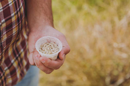 Close up cropped photo of fisherman who holding in hands small white box with maggots for bait to...