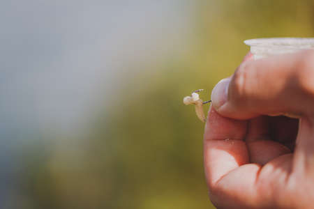Close up The maggot for the bait is puts on the hook for the fishing rod in male hands on a blurry green background. Lifestyle, recreation, leisure concept. Fisherman with wormsの写真素材