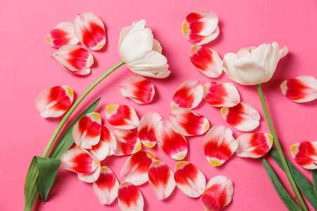Feminine stylish mock up with tulip flower, petals.