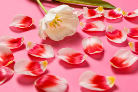 Feminine stylish mock up with tulip flower, petals.の写真素材