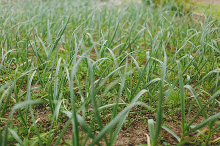 Ripe of green garlic sprouts farm.の写真素材