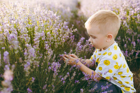 Tender little cute child baby boy sitting on purple lavender blossom meadow field, sniffing flowers, play, enjoy aroma. Joyful small kid son. Family day, kids, children, childhood, lifestyle conceptの写真素材