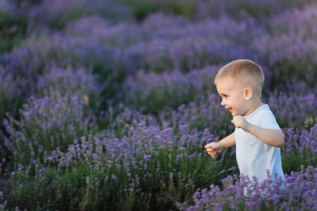 Playful little cute child baby boy walk on purple lavender flower meadow field background, run, have fun, play, enjoy. Joyful small kid son. Family day, kids, children, childhood, lifestyle conceptの写真素材