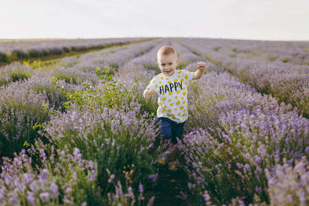Playful little cute child baby boy walk on purple lavender flower meadow field background, run, have fun, play, enjoy.の写真素材