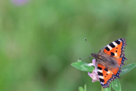 Orange butterfly on a flower on a warm day
