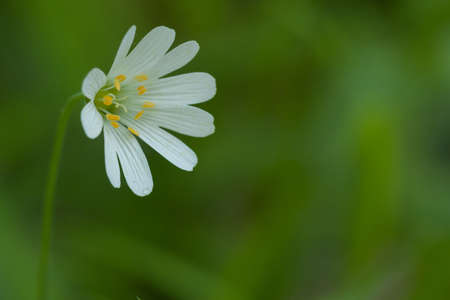 White chamomile on the right on a blurred green backgroundの写真素材