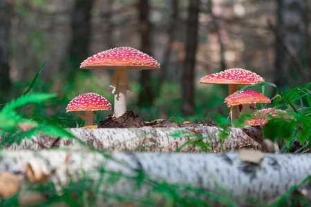 Amanita in the forest in a clearing near a birch log