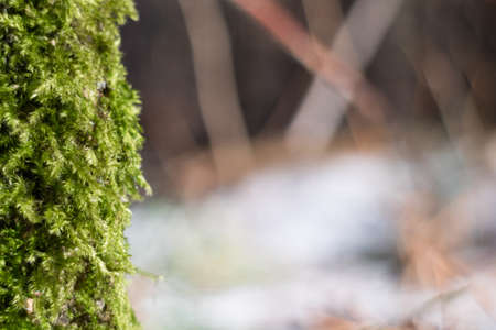 Fluffy green moss vertical on blurred backgroundの写真素材